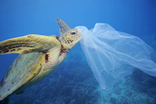 Zwemmen voor een plasticvrije zee