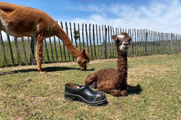 Hoppies Natuurspeeltuin: Alpaca jong geboren