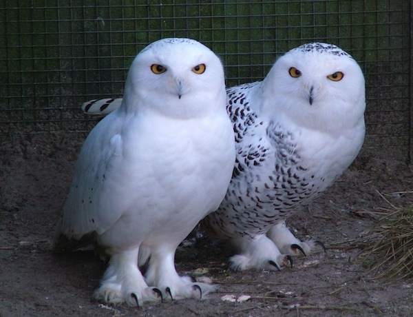 Twee witte Uilen gezellig bij elkaar