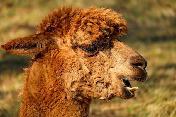 Rzadkiewa Alpaca en Falabella Ranch in Kerkwerve