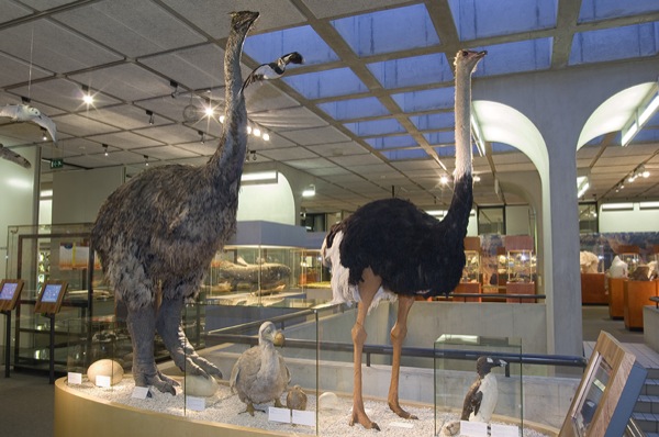 Aepyornis en struisvogel in Museon bij Museumnacht Den Haag