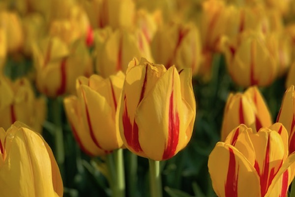 Fiets langs de uitgestrekte bloemenvelden