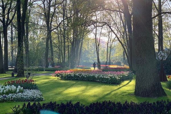 Fietsen langs de bloemenvelden in Lisse: Prachtige bloemenvelden