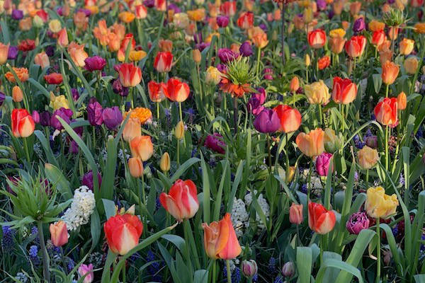Een 32 hectare bloemenpark