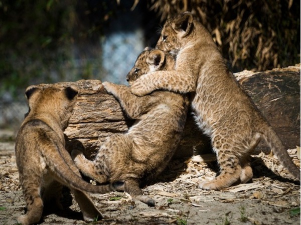 Stoeiende baby luipaarden in Dierenpark Emmen
