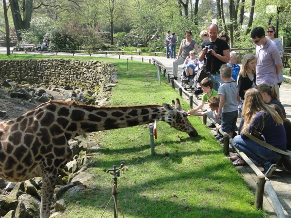 De Giraffes aaien