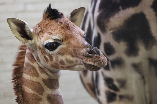 Pasgeboren Giraffe veulen Azizi