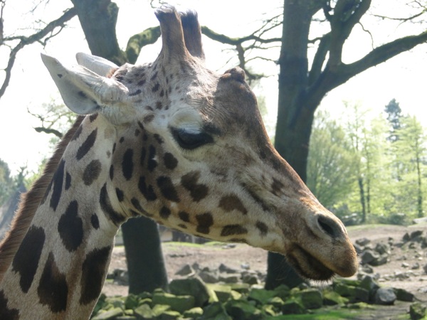 Close-up van een Giraffe