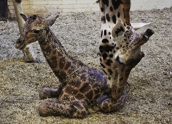 Uzuri baby giraffe geboren