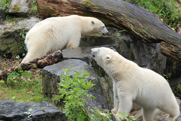 Dierenpark Emmen: IJsberen
