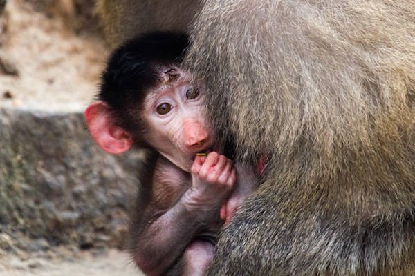 Klein schattig aapje