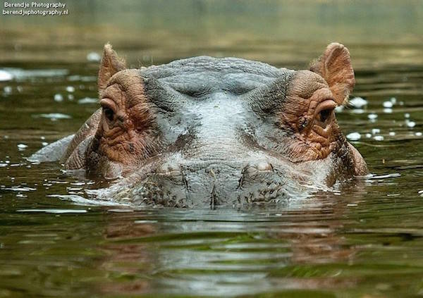 Nijlpaard in het water