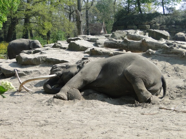 Ook Olifanten willen even lekker relaxen