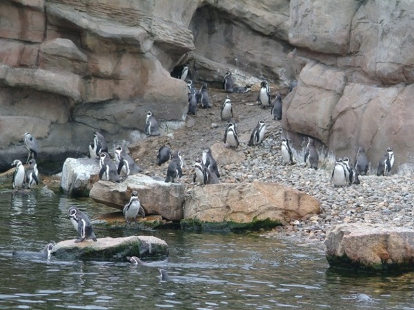 Familie pinguïn geniet van het zonnetje in Dierenpark Emmen