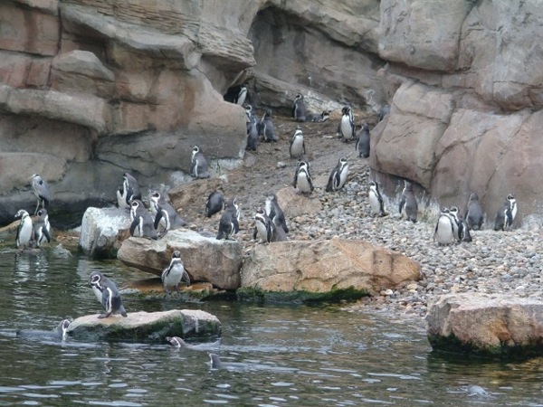 Een boel Pinguïns