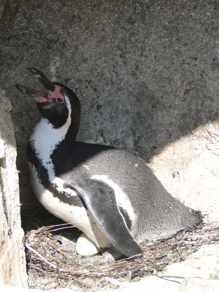Pinguïn aan het broeden op het ei