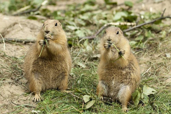 Prairiehondjes aan het knabbelen