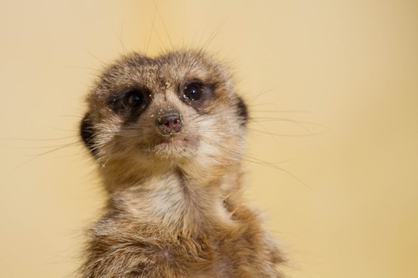 Dierenpark Emmen: Stokstaartje