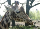 Afbeelding van Dierenpark Emmen