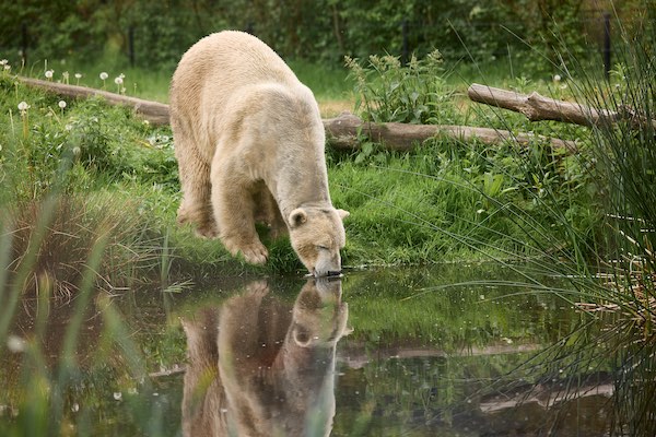 Doe mee met de ijsbereninspectie