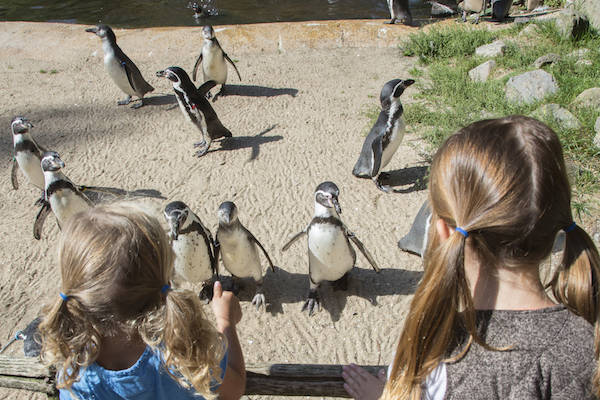 Zwartvoet Pinguïns komen gedag zeggen