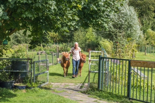 Dierenhoeve: Twee pony's