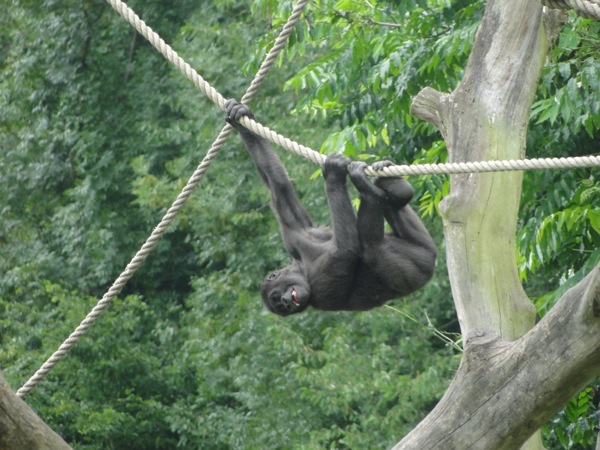 Baby gorilla hang in de touwen