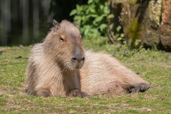 Capibara geniet van de zon