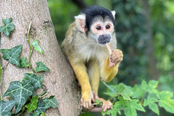 GaiaZOO: Doodshoofdaapje is aan het eten