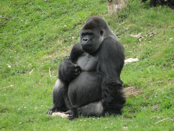 Grote grijs rug Gorilla