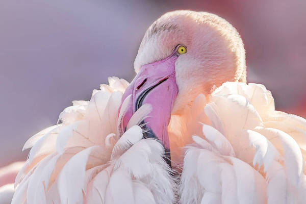 Grote flamingo