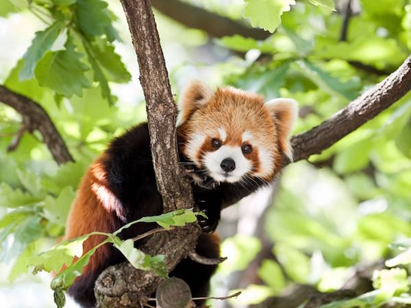 Rode Panda's in GaiaZoo Kerkrade