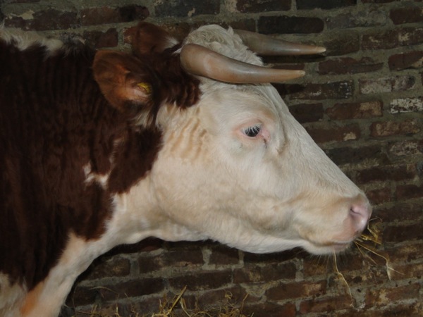 Het is echt een koe, met hoorns