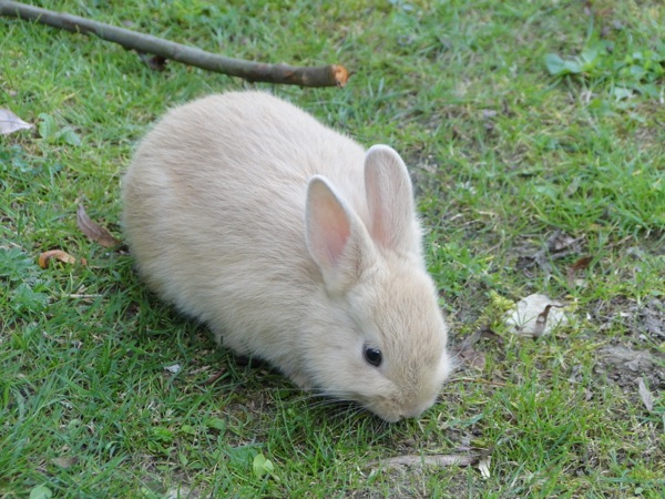 Klein schattig konijntje 