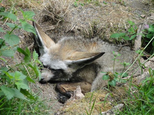 Slapende langoor vos