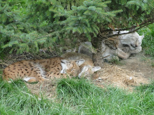 De Lynxen schuilen onder de boom