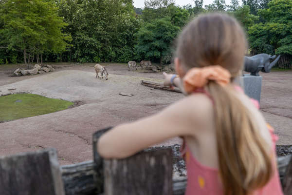 Meisje wijst naar de zebra's