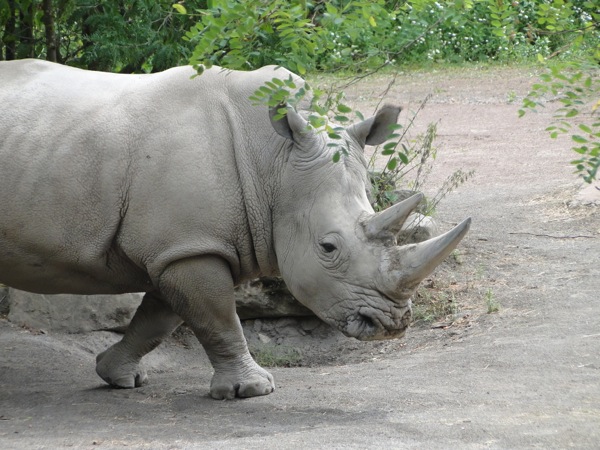 Neushoorn in GaiaZoo