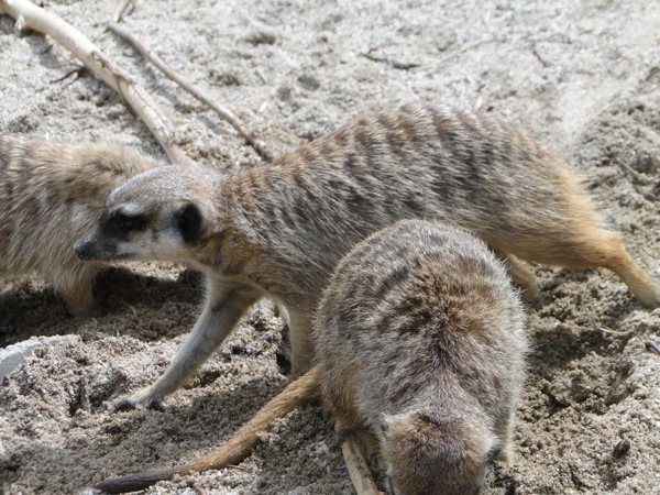 Stokstaartjes snuffelen naar eten