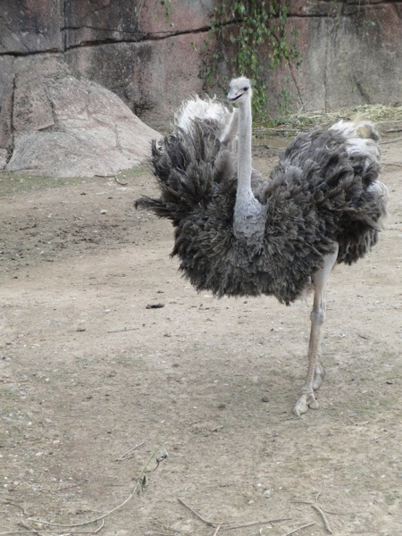 Struisvogel trekt een sprintje