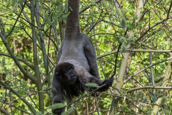 Wolaap hangt in de boom