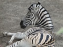 GaiaZOO leuk voor dieren, maar is het ook leuk voor mensen?