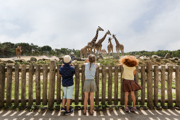 Giraffes kijken