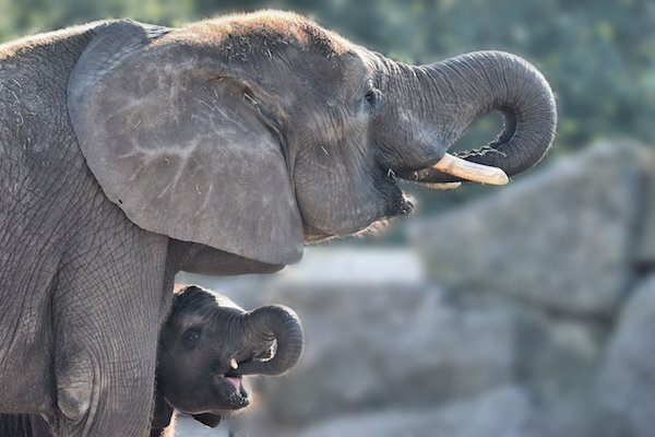 Mama olifant met jong