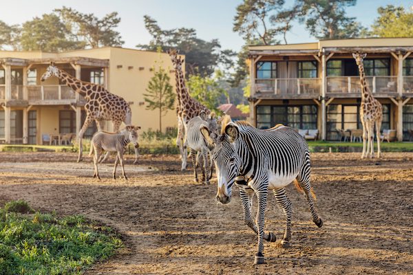 Wordt wakker midden in de Savanne tussen allerlei verschillende dieren
