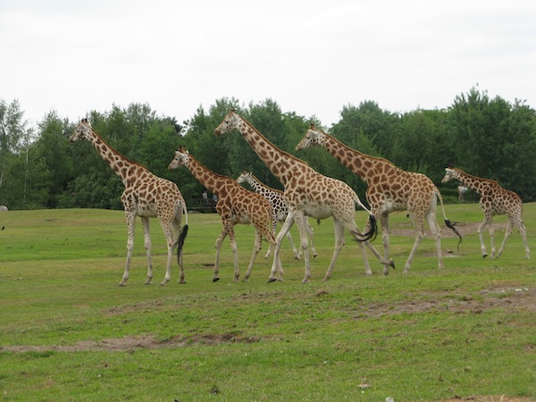 Groep Giraffe trekt sprintje