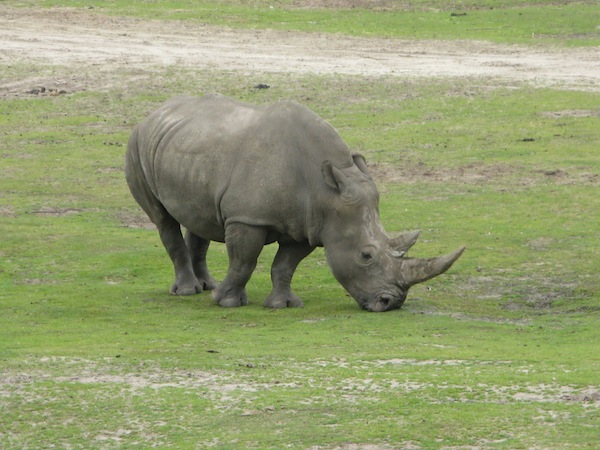 Neushoorn aan het eten