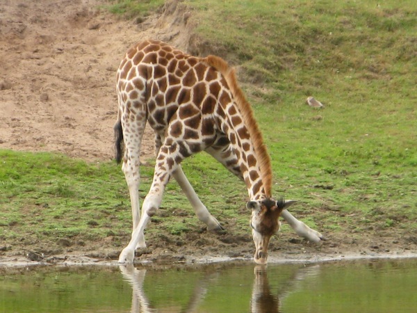 Giraffe drinkt van eigen spiegelbeeld