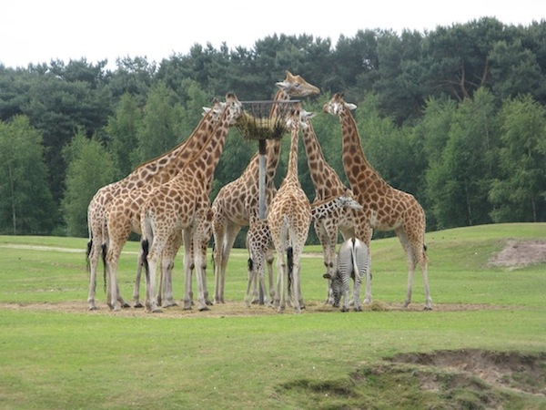 Groep Giraffe aan het eten