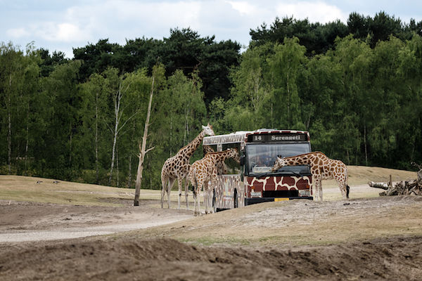 Nieuwsgierige giraffen